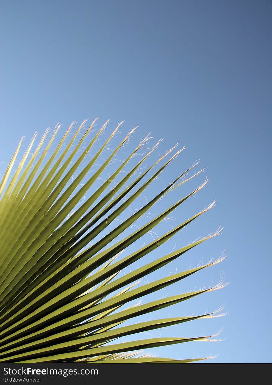 Leave of a palm tree against the blue sky. Leave of a palm tree against the blue sky