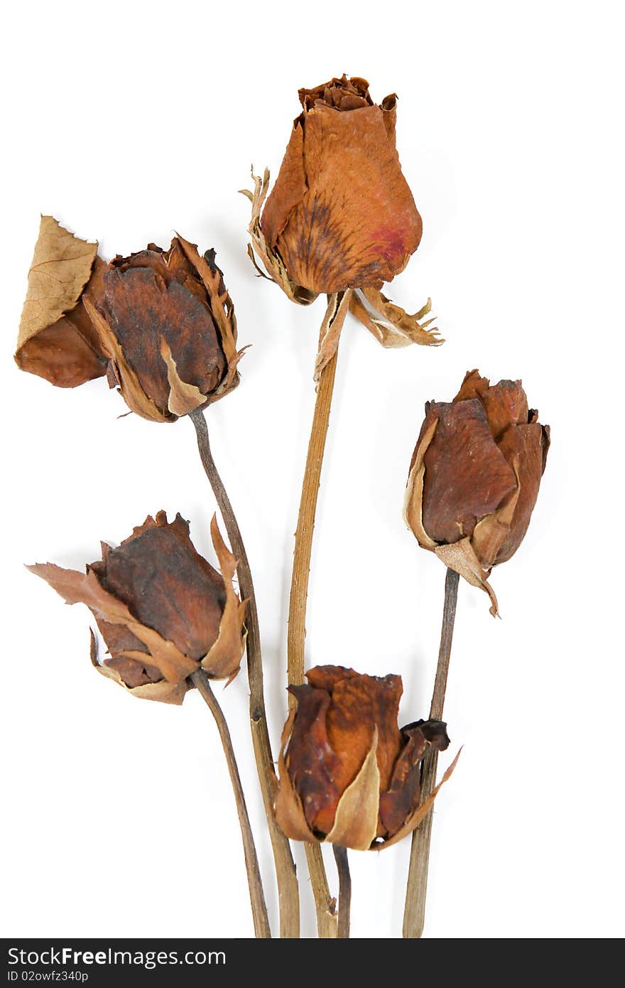 Close up group of dried rose