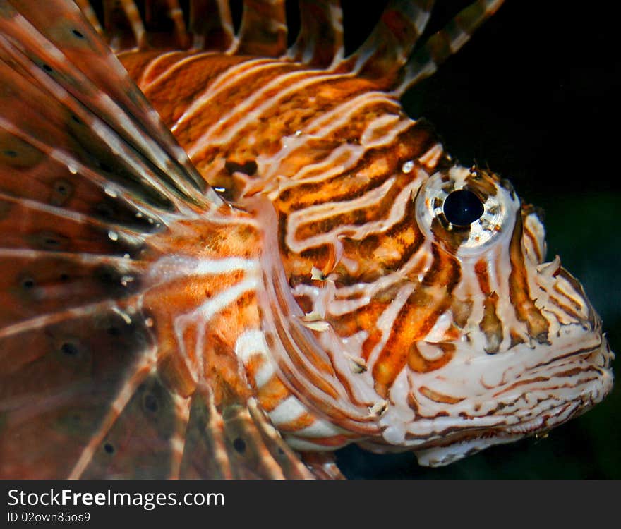 Lion Fish