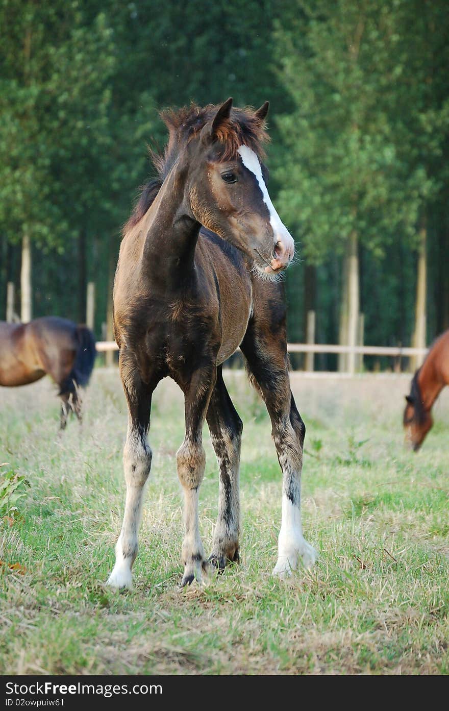 A brown foal looking at something in a grassland.