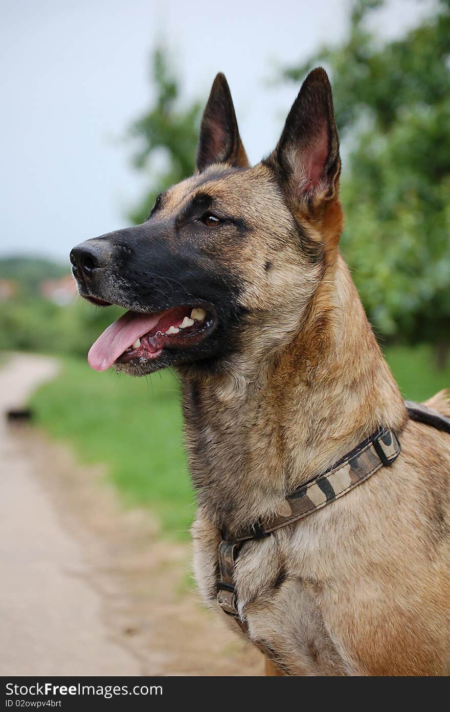 A malinois sticking it's tongue out.