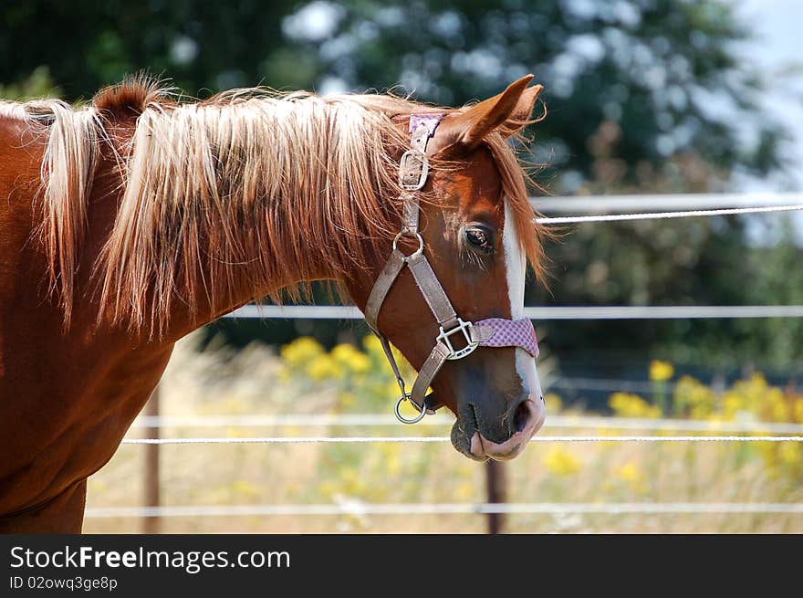 A brown horse looking at something in a grassland.