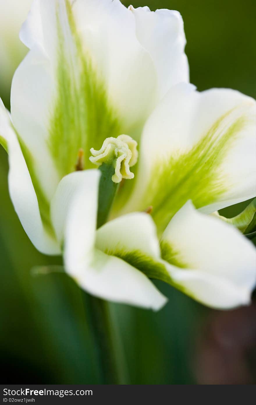 White tulips in the field