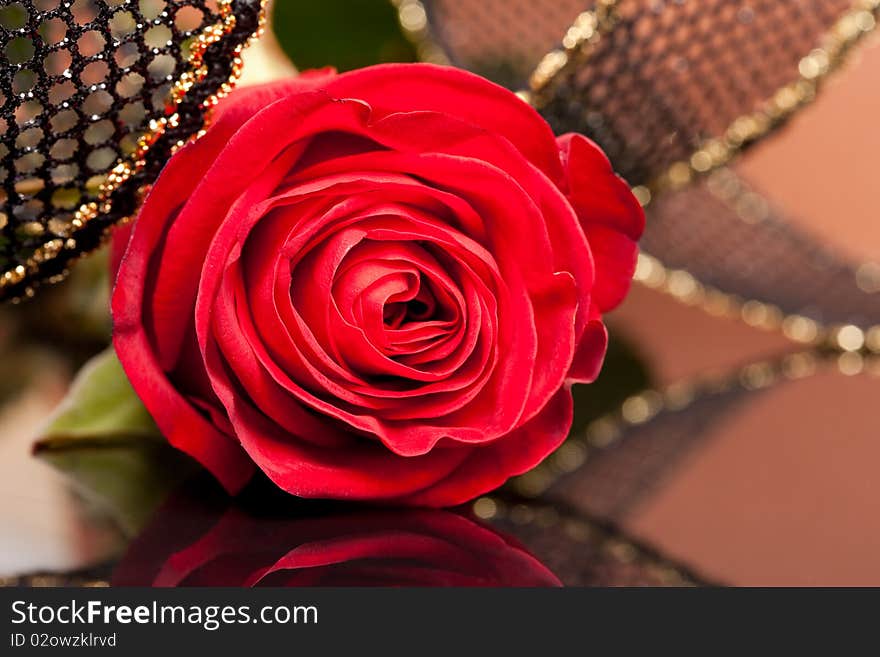 Red rose with golden ribbon