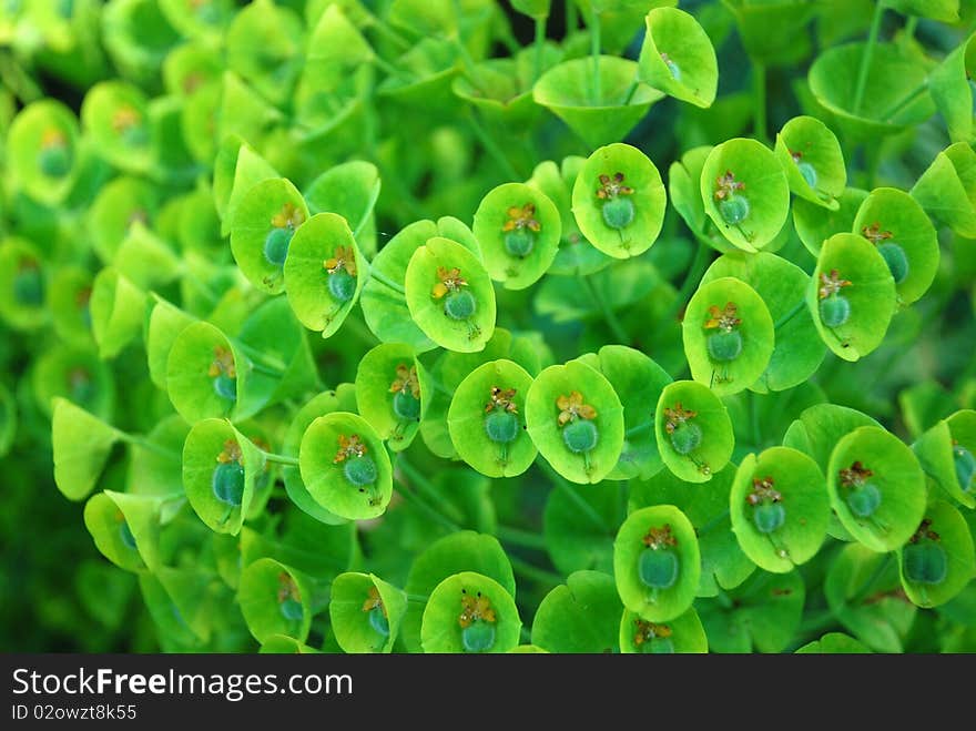 Closeup of exotic grass