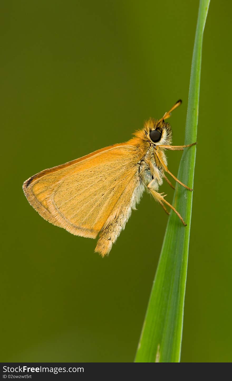 A least skipper resting on a blade of grass