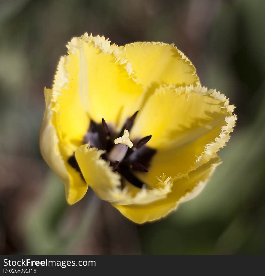 Macro of colorful yellow fringed tulip. Macro of colorful yellow fringed tulip