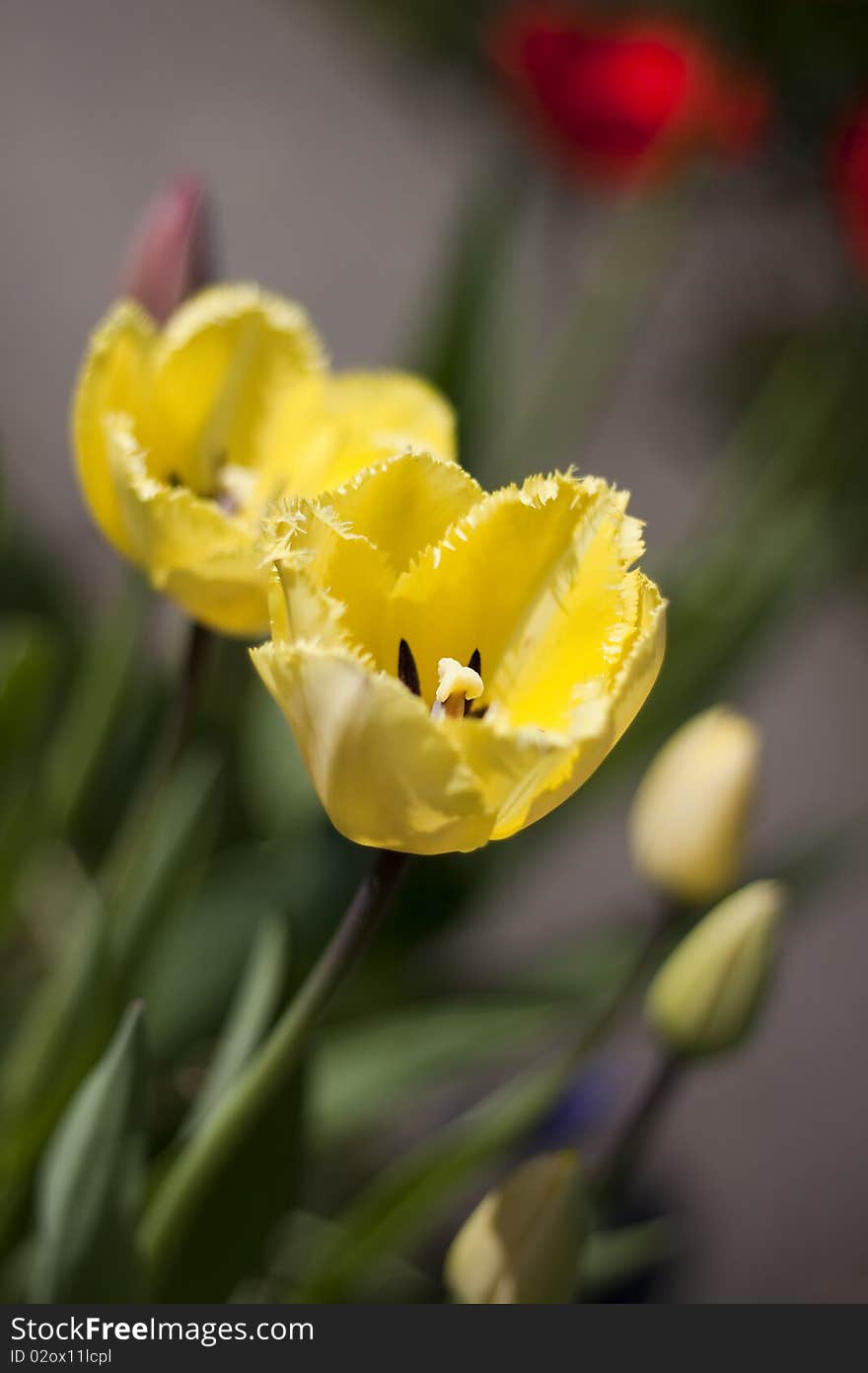 Colorful yellow fringed tulips and buds