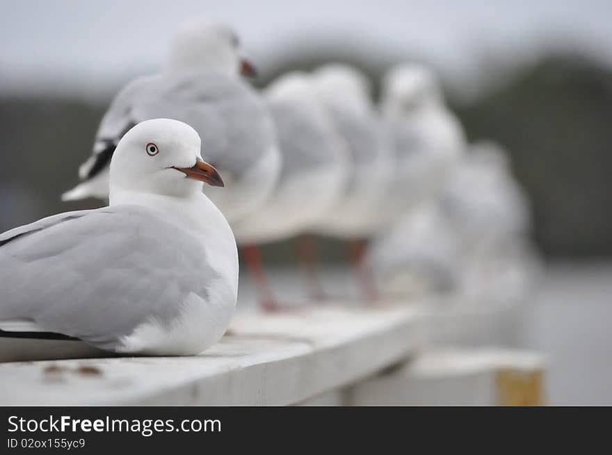 A white seagull sitting comfortably in the foreground with standing blurred seagulls in the background. A white seagull sitting comfortably in the foreground with standing blurred seagulls in the background