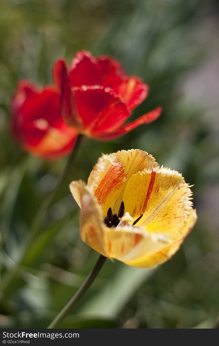 Colorful red and yellow fringed tulips