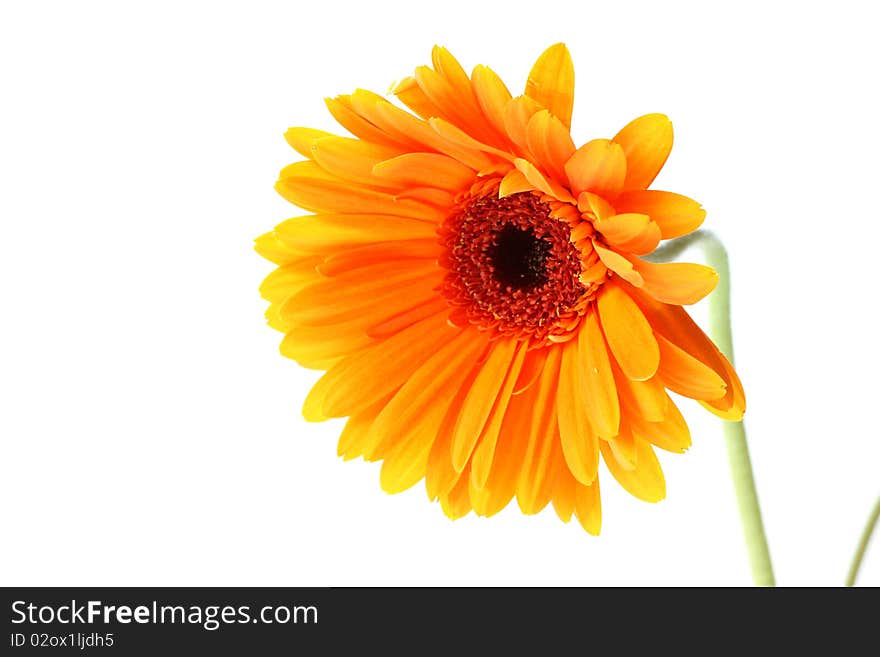 Bright orange gerbera flower