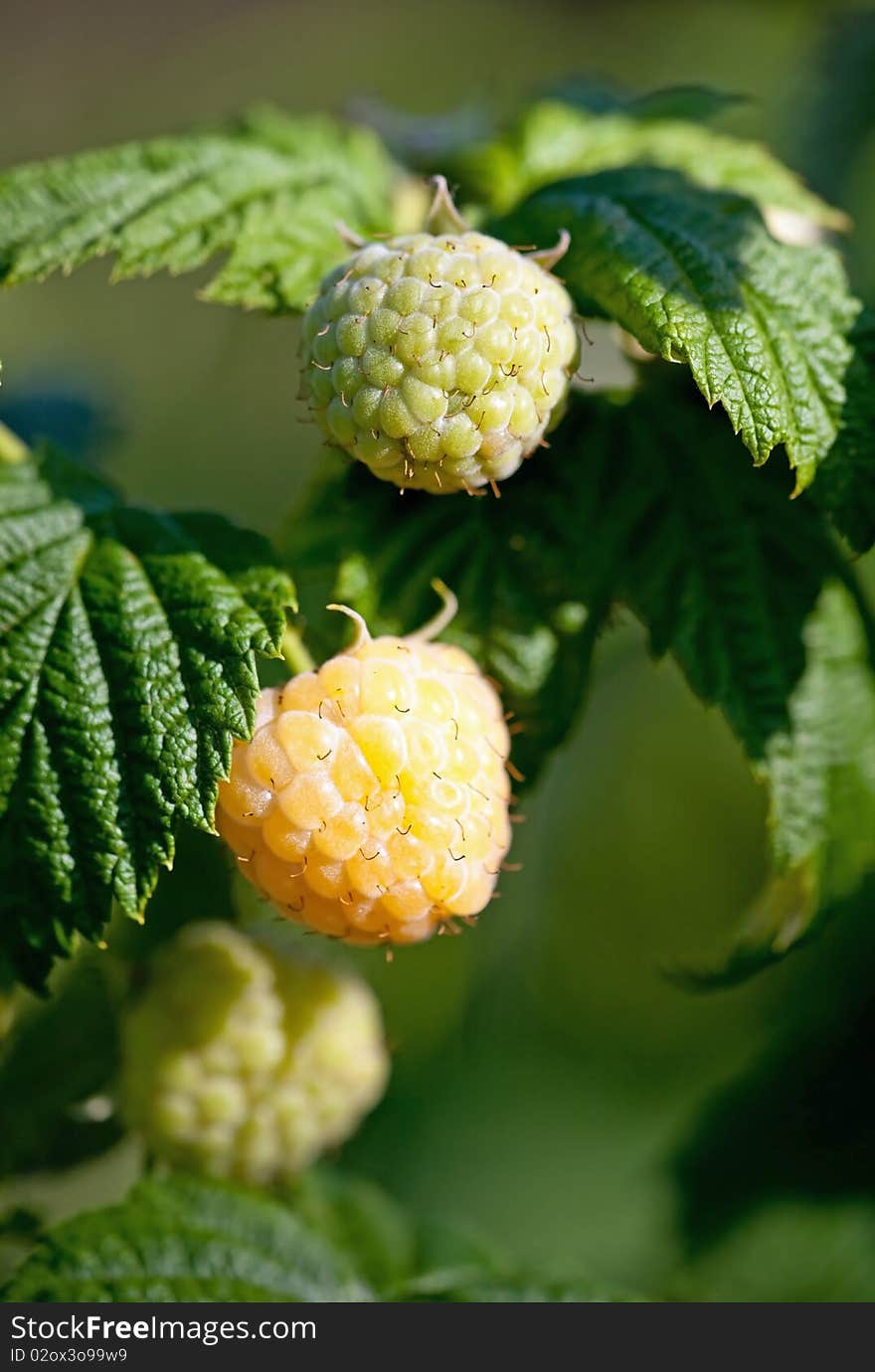 Yellow raspberry