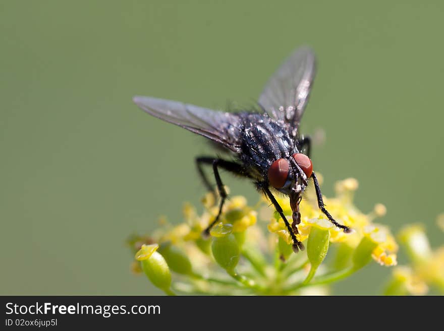 Black fly outdoor on plant