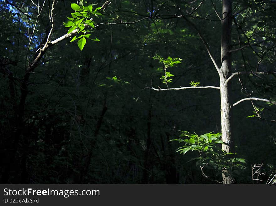 Spotlit Trees In The Forest