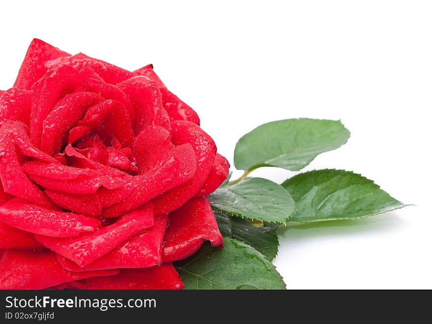 Red rose on white background