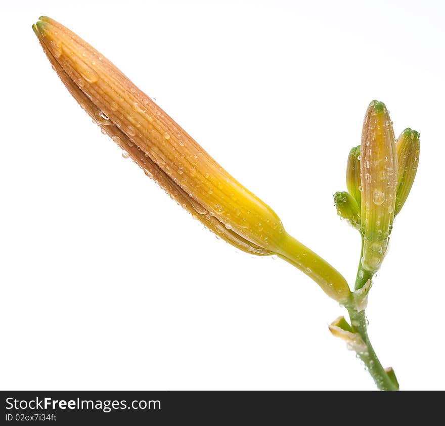 Lily bud on white background