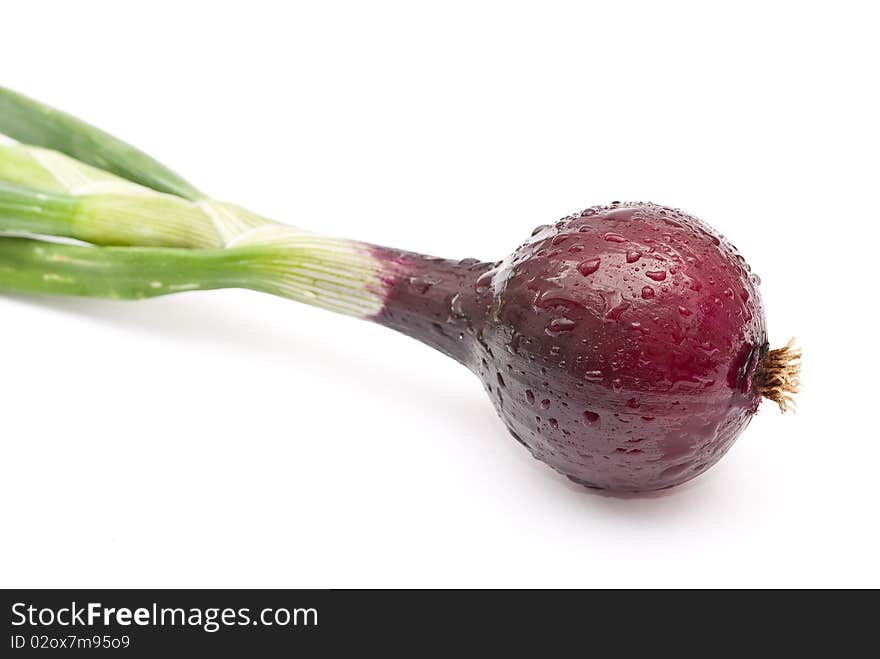 Red young onion