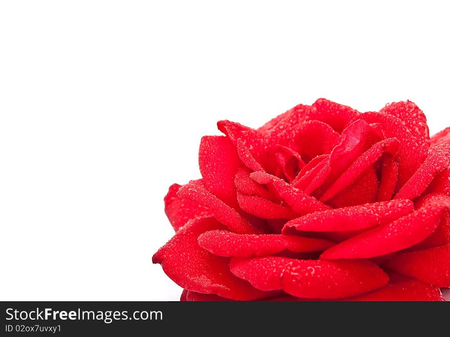 Red rose on white background