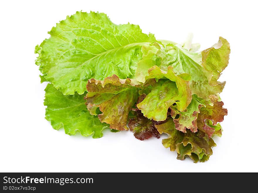 Fresh lettuce salad