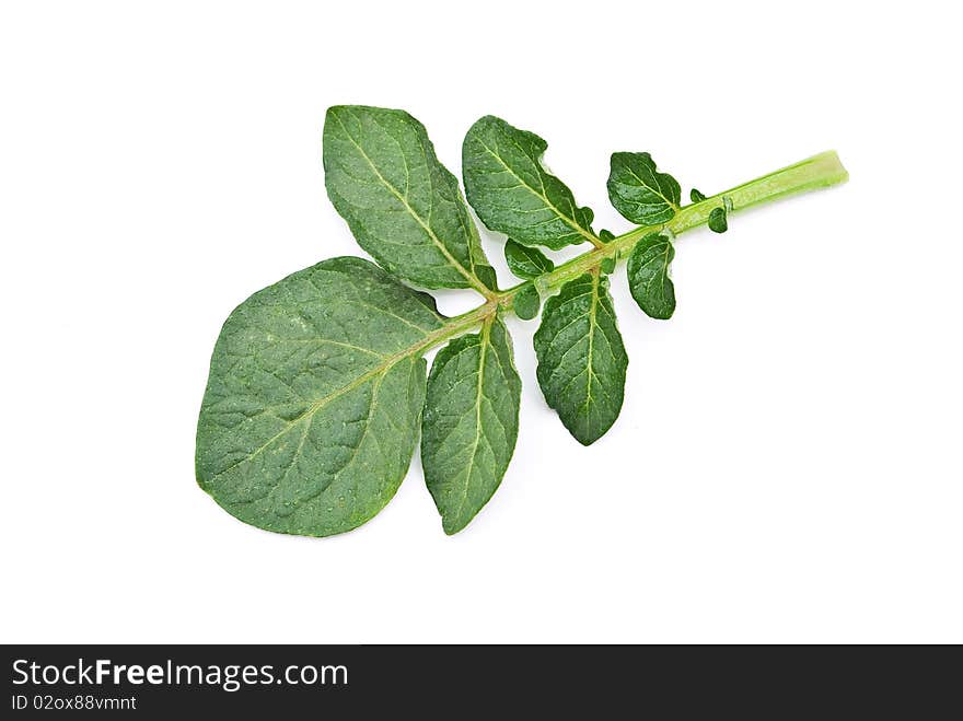 Potato leaf