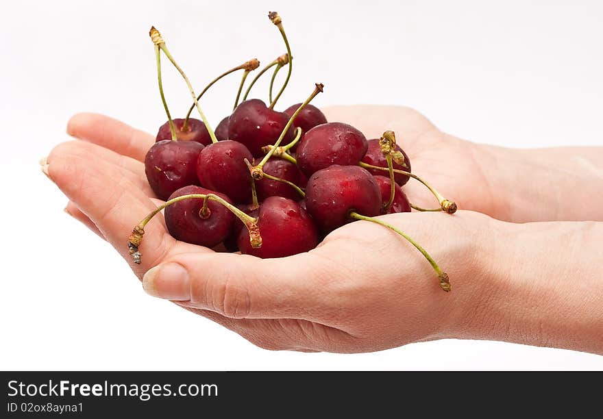 Hands holding red cherry on white