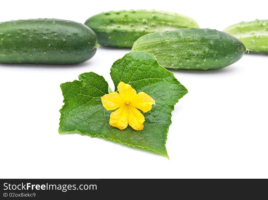 Fresh cucumbers