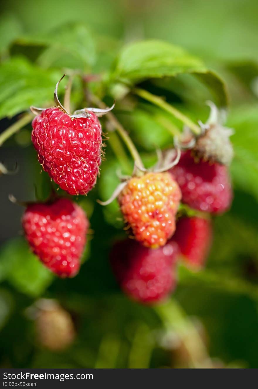 Ripe raspberries