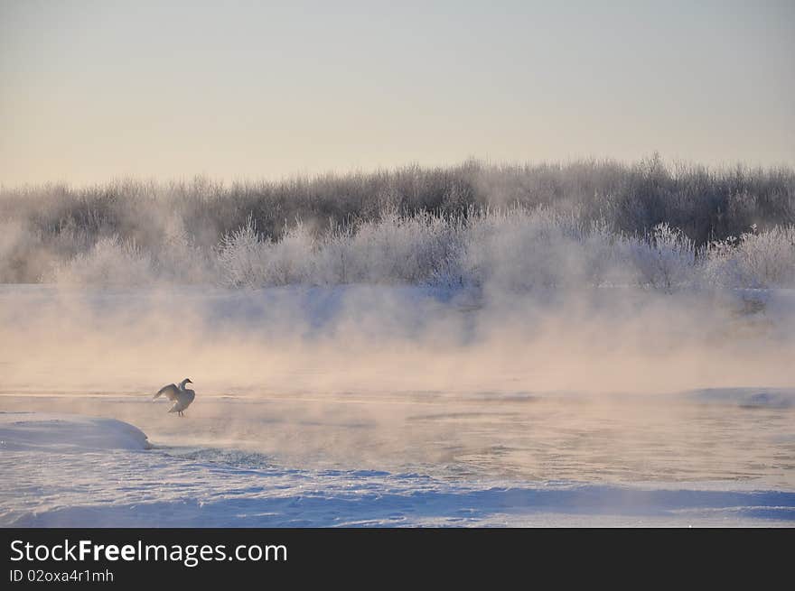 Bird in the ice land