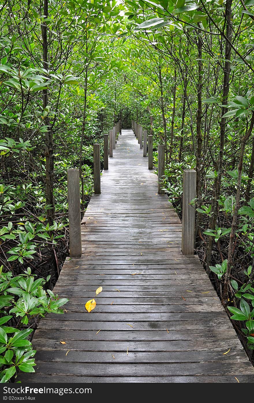 Mangrove forest boardwalk at chantaburi, thailand