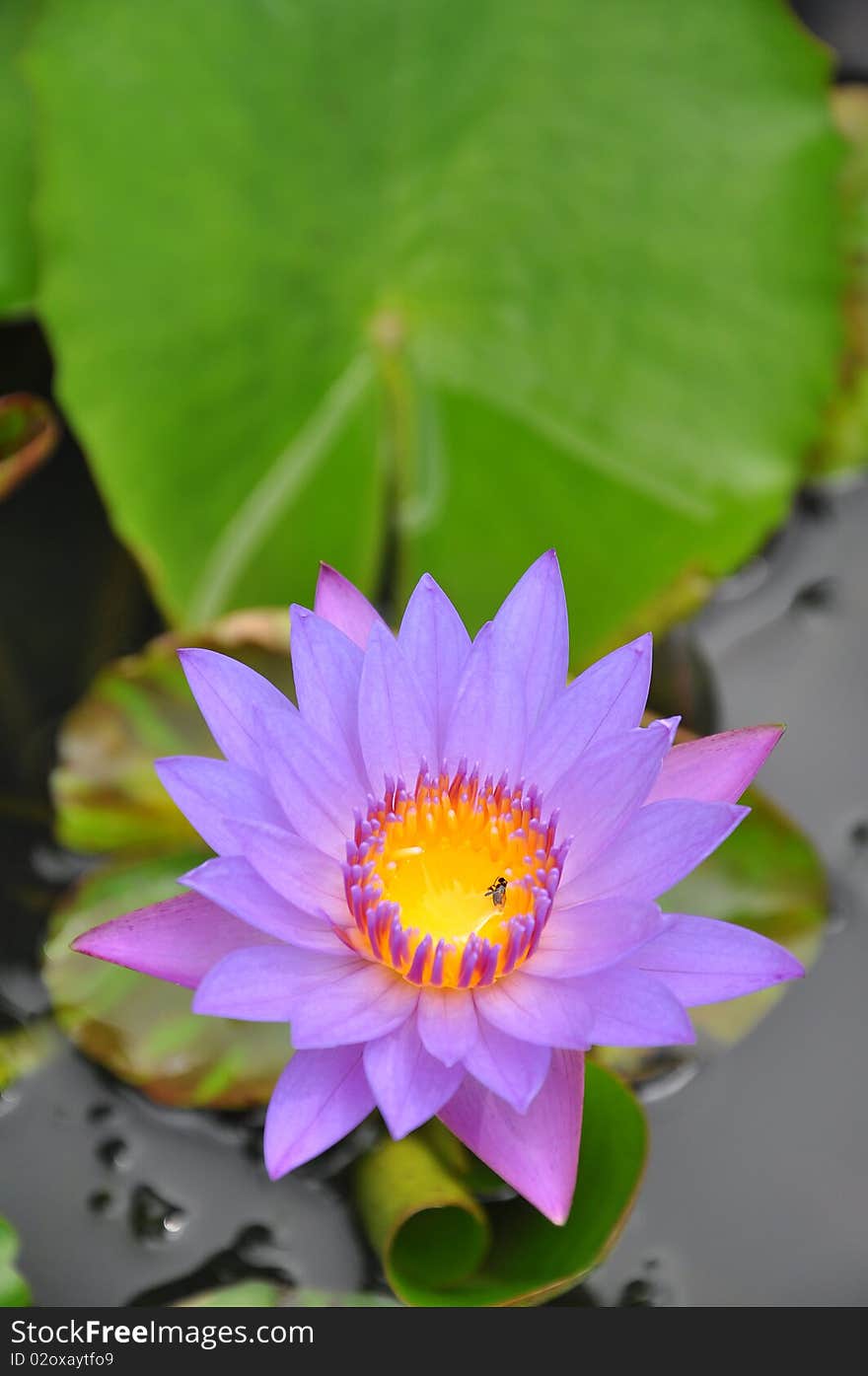 The beautiful purple water lily or lotus