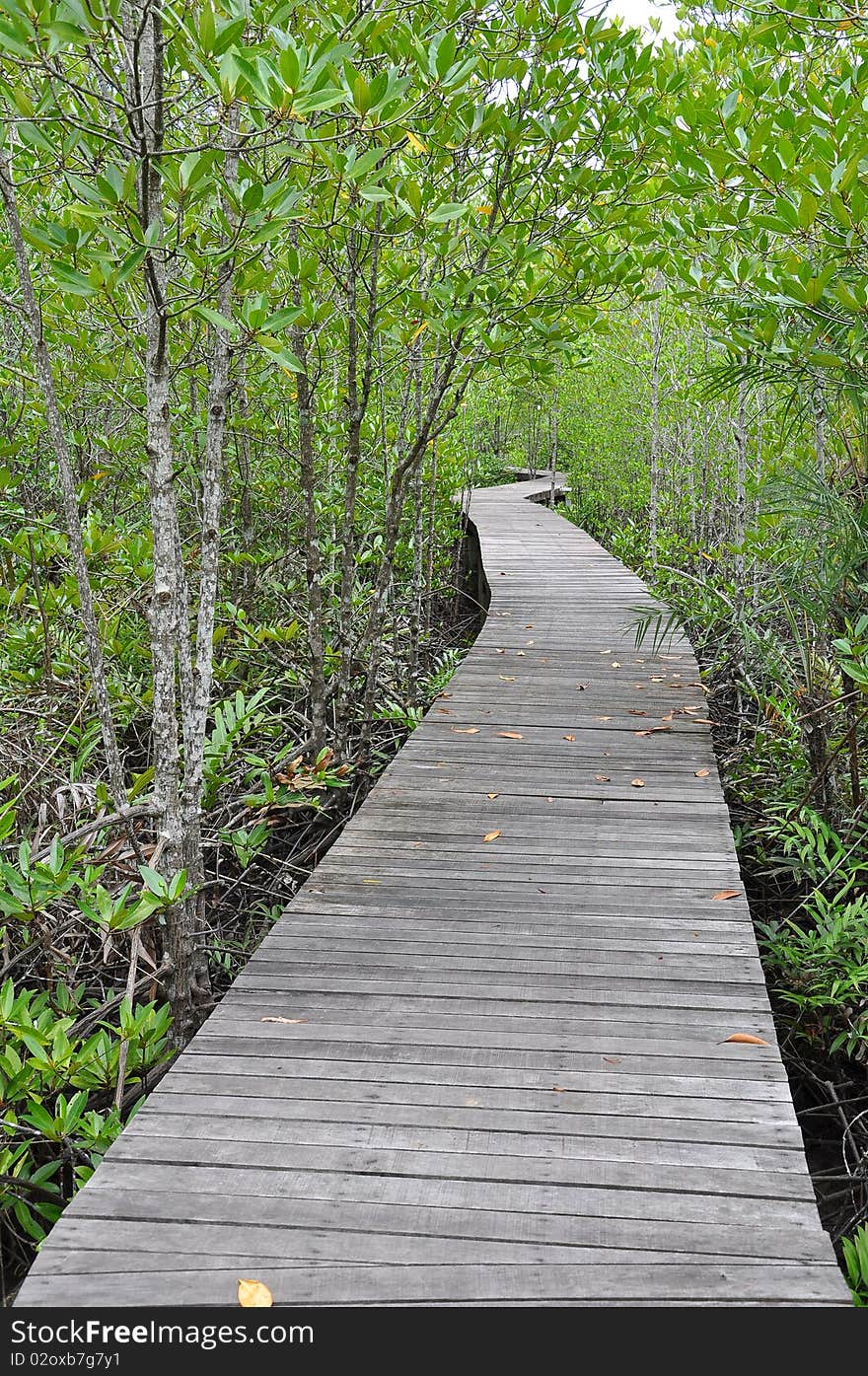 Mangrove forest boardwalk