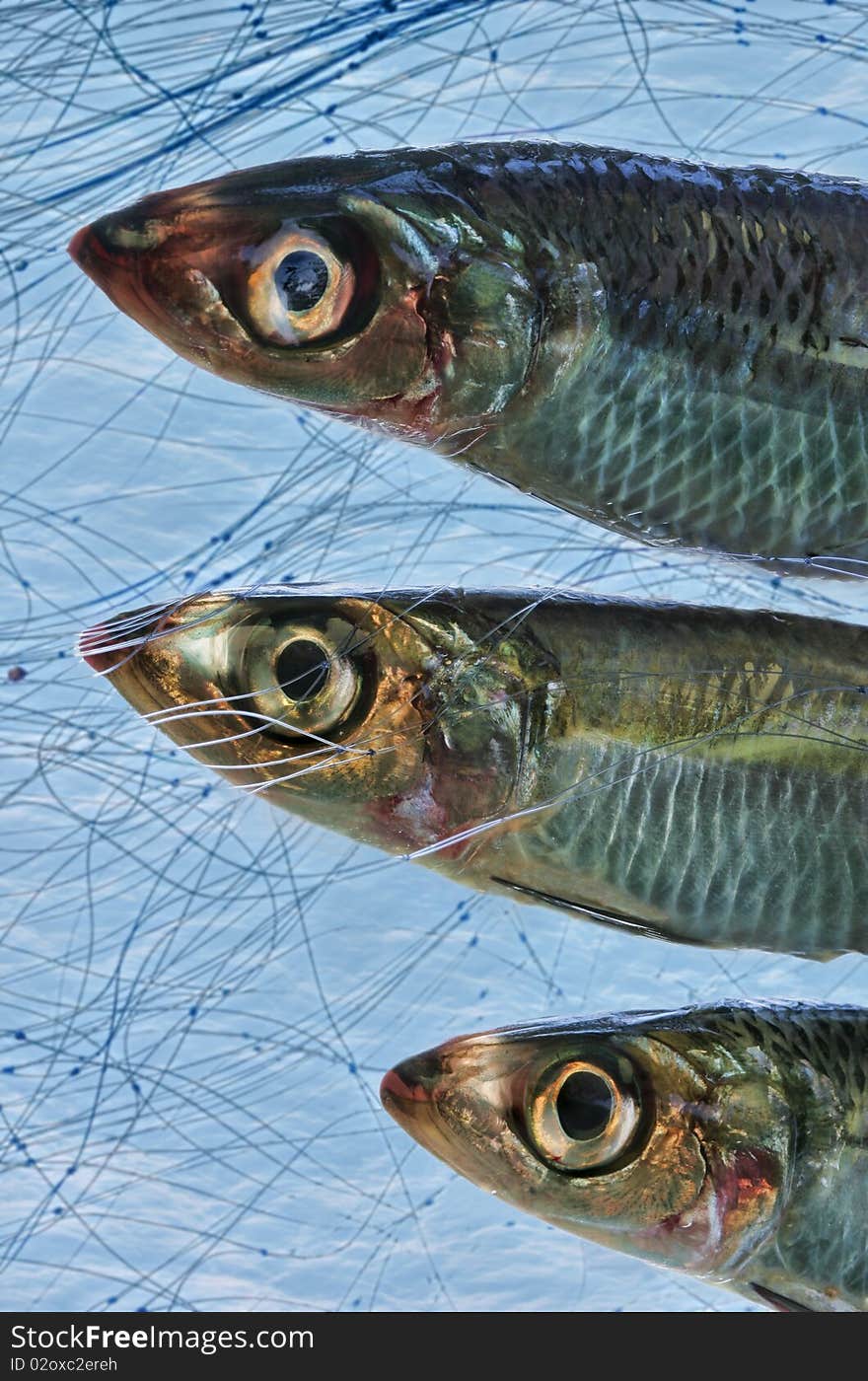 Three sardines trapped in a fishing net