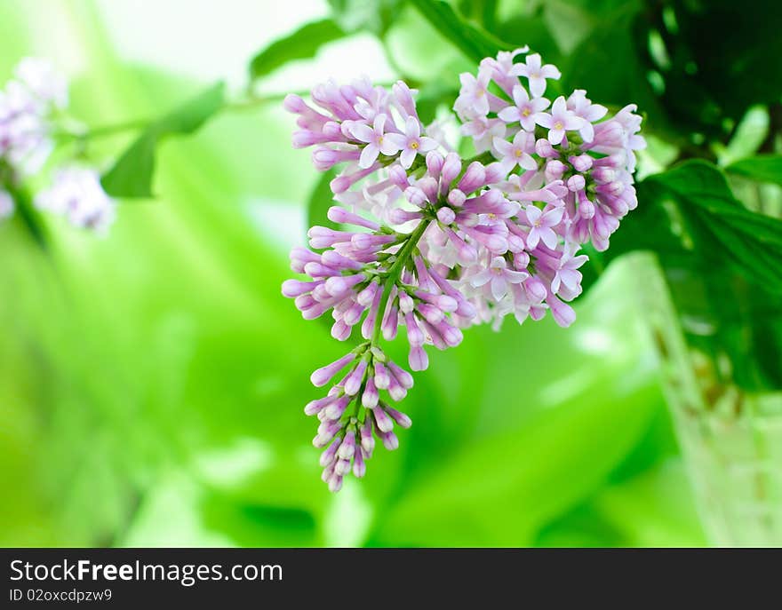 Close-up beautiful lilac flowers