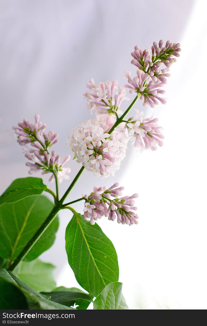 Close-up beautiful lilac flowers