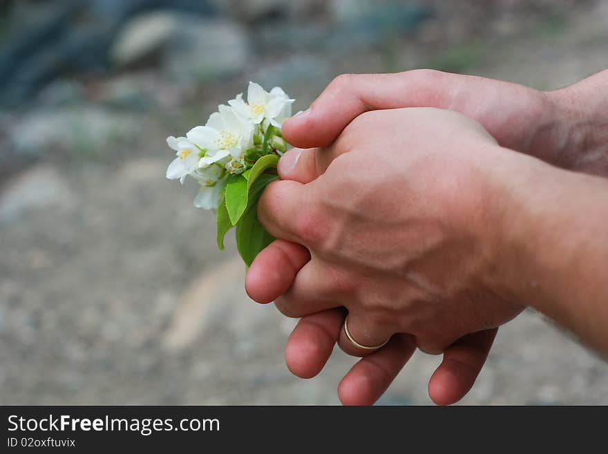 Bouquet of white flowers in man hands. Bouquet of white flowers in man hands