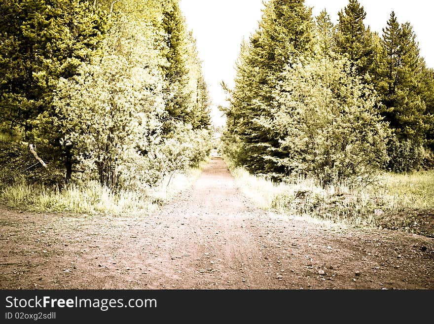 Creative photo of forest road in summer time. Creative photo of forest road in summer time