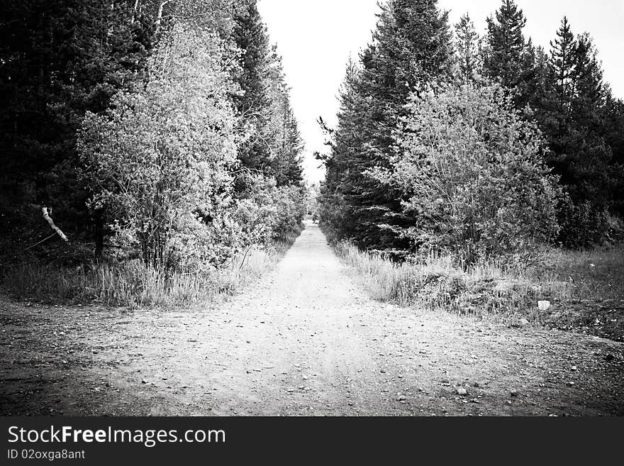 Black and white photo of forest road in summer time. Black and white photo of forest road in summer time