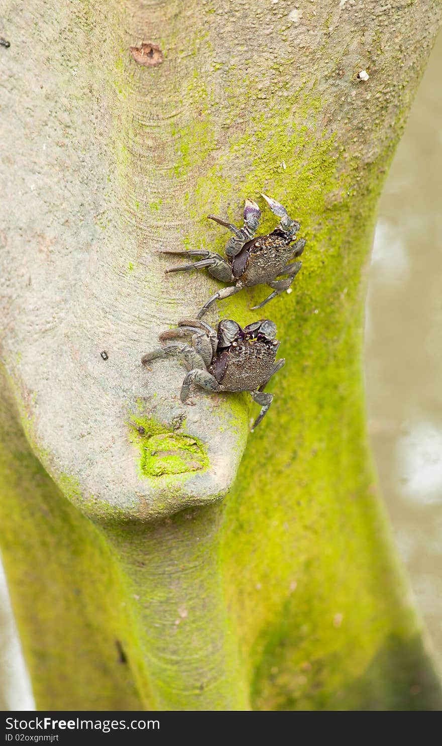 Purple Shore Crab (Tree Climbing Crab)