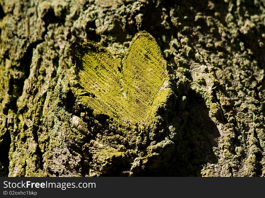 Branch cut from a tree in the shape of a heart. Branch cut from a tree in the shape of a heart