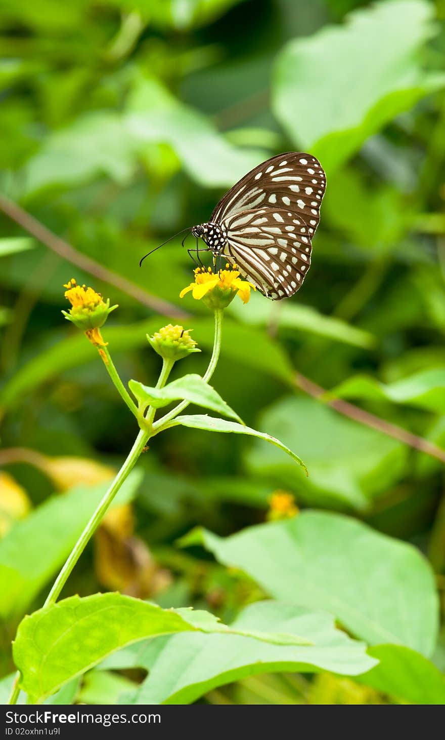 Butterfly Pollination