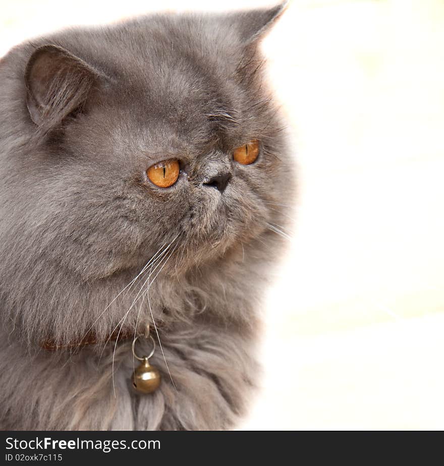 A Persian cat sitting against a white background