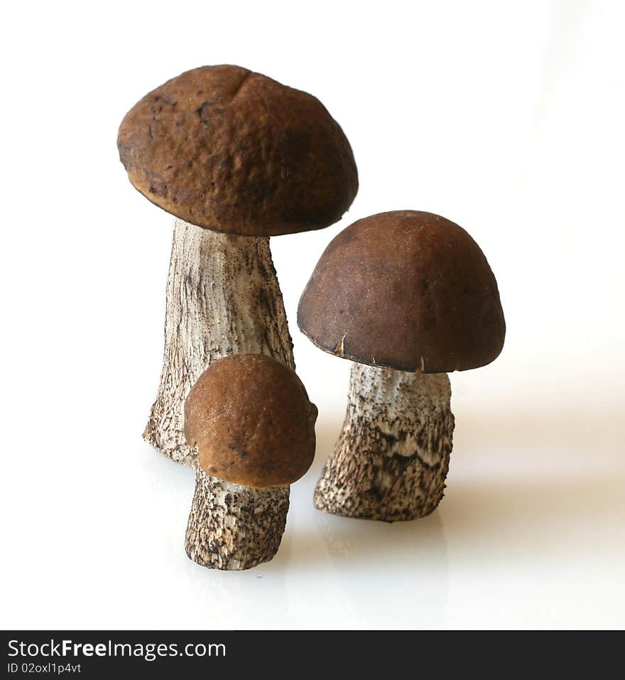 Birch Bolete (Leccinum Melaneum)