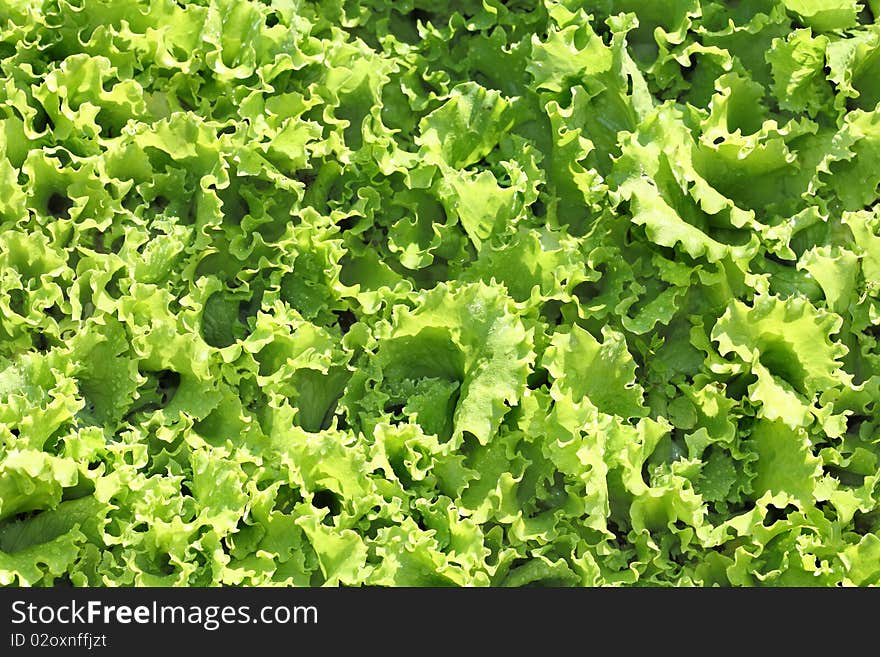 Fresh lettuce salad