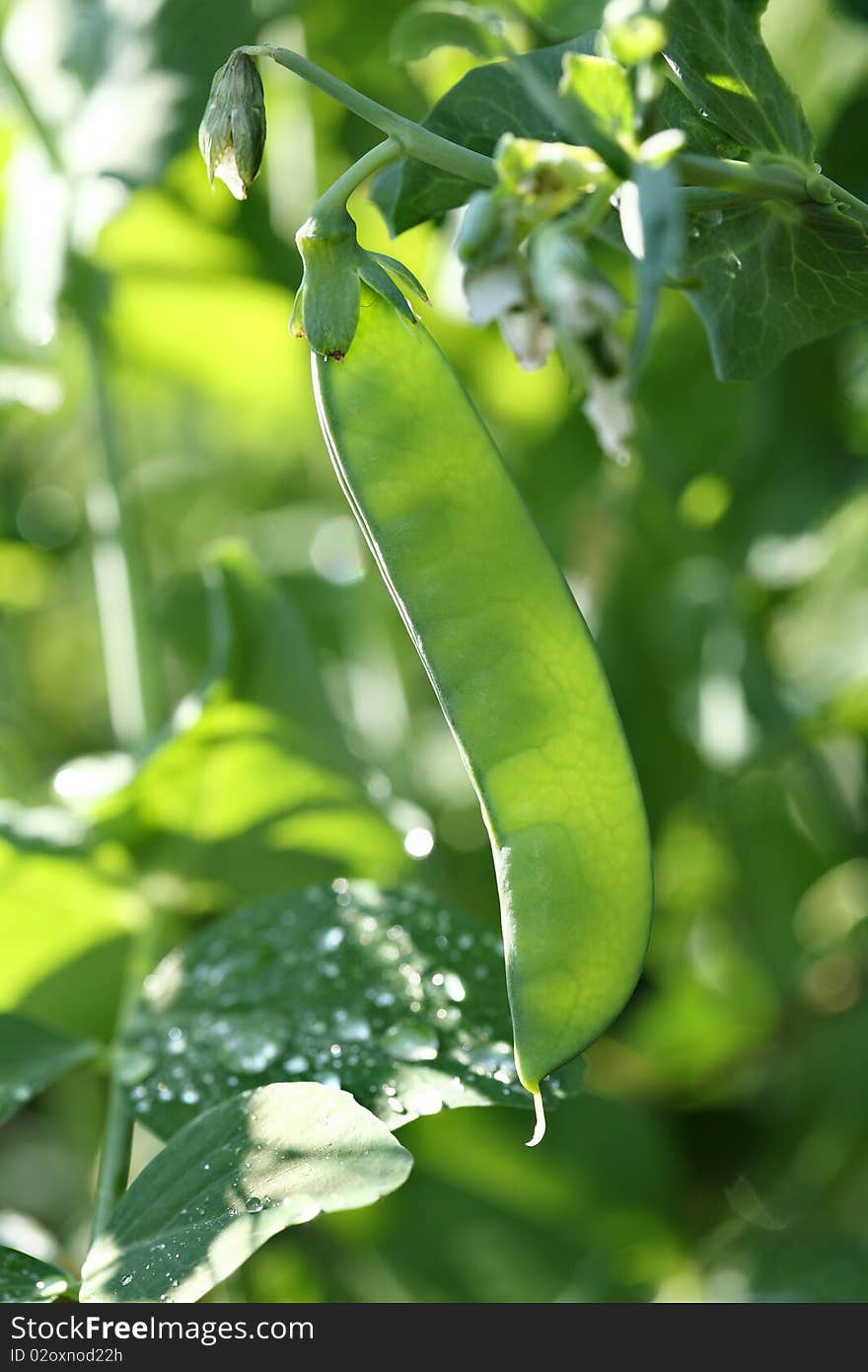 Green peas pod