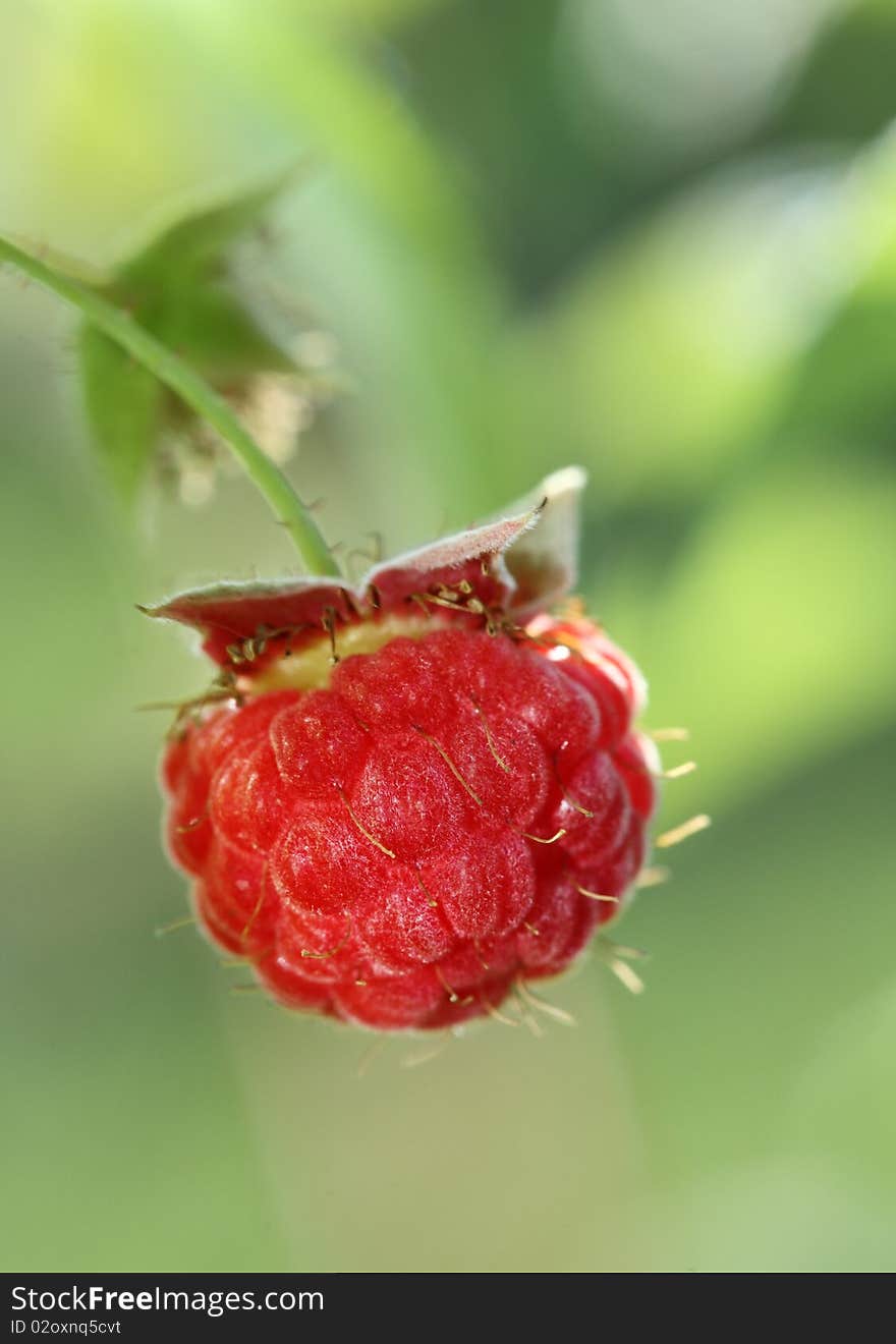 Raspberry closeup