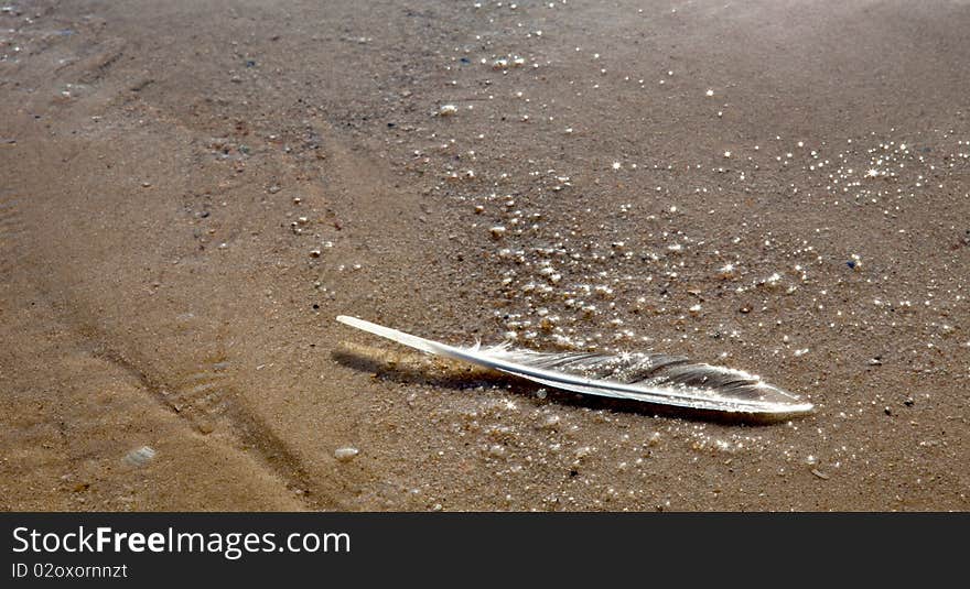 A single feather at the beach