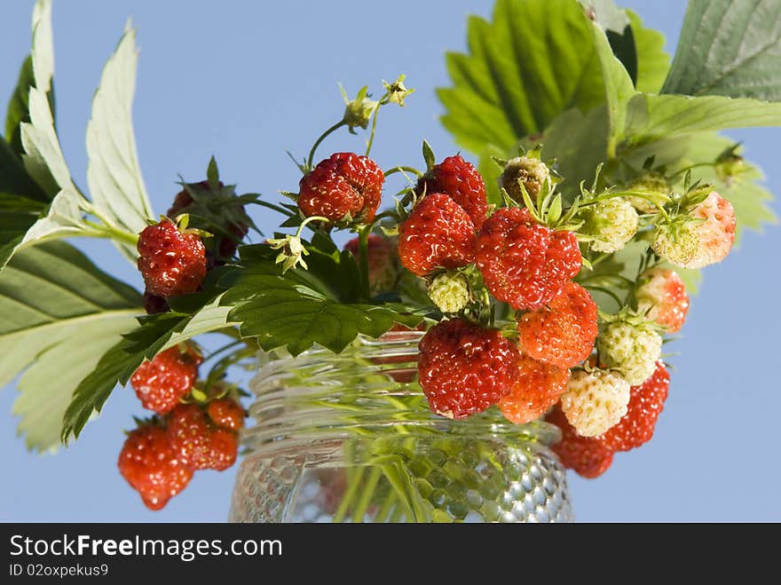 Bouquet of a wood berry of wild strawberry on a dark blue background