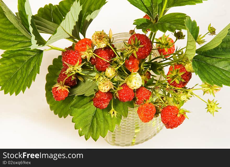 Bouquet of a wood berry of wild strawberry on a dark blue background