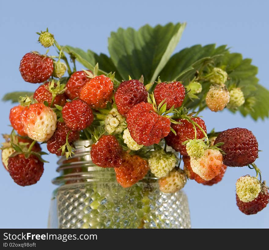 Bouquet of a wood berry of wild strawberry on a dark blue background