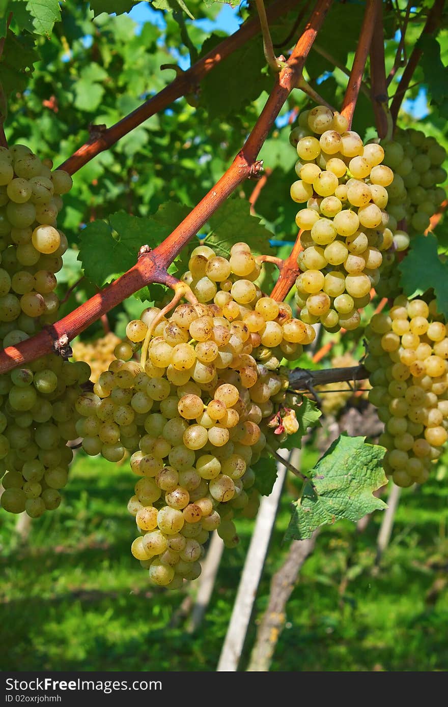 Ripe yellow grapes in the vineyard